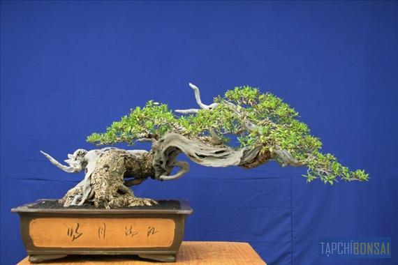 Bonsai, cây cảnh nghệ thuật, cay canh nghe thuat, cây thế, cay the, triển lãm cây cảnh nghệ thuật, trien lam cay canh nghe thuat